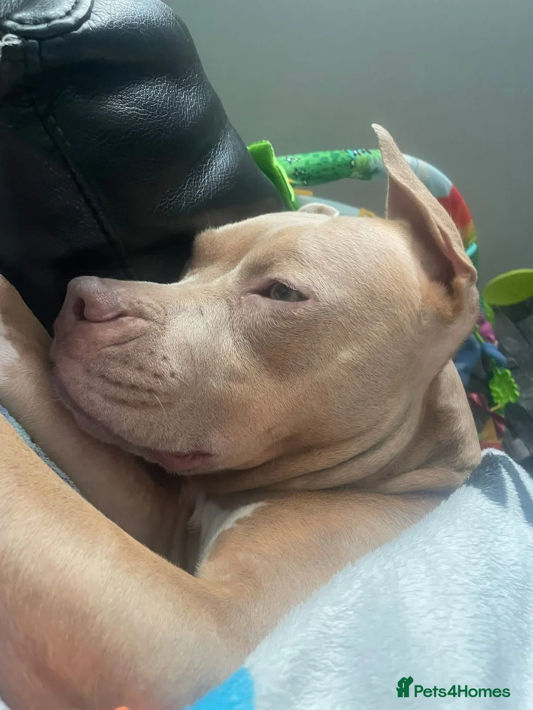 Mixed Breed dogs for sale: Lighting  - Advert 2