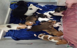 Jack Russell dogs for sale: Jack russell pups  - Image 16