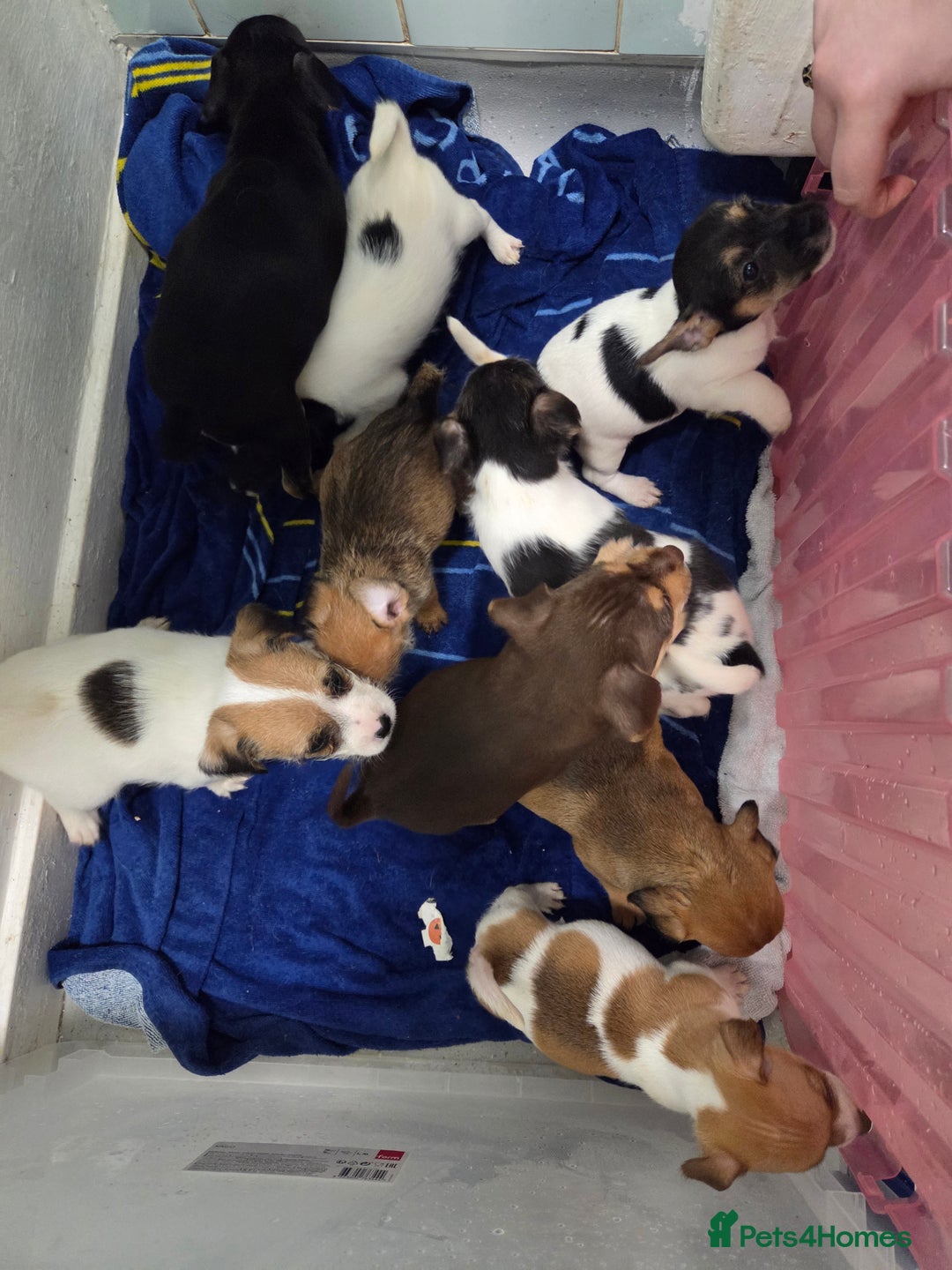 Jack Russell dogs for sale: Jack russell pups  - Image 16
