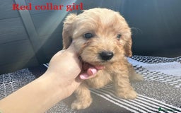 Cockapoo dogs for sale: F1 cockapoo puppies - Image 4