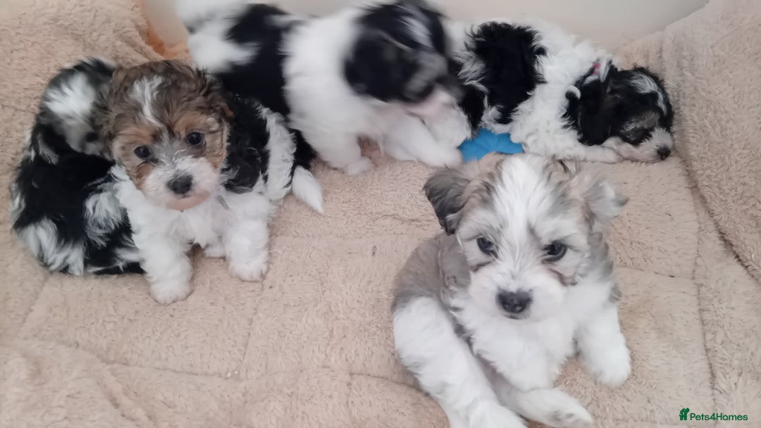 Mixed Breed dogs for sale: Adorable puppies  - Image 3