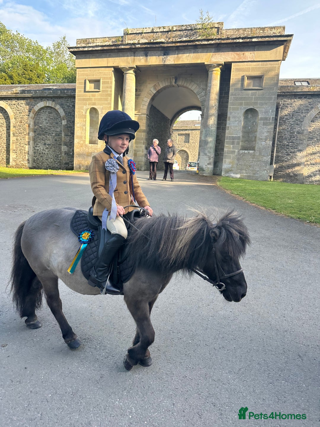 Shetland pony horses for sale: Perfect first pony: a mothers dream - Image 2