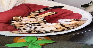 Bengal cats - Advert 1