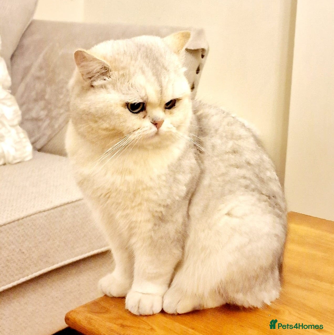 British Shorthair cats ❤ Active Stud British ShortHair  ❤ Champion ❤ - Advert 6