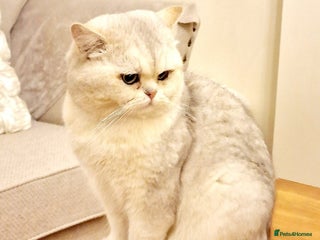 British Shorthair cats in Doncaster - Advert 20
