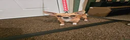 Chihuahua dogs for sale: APPLE HEAD BOY CHIHUAHUA - Advert 3