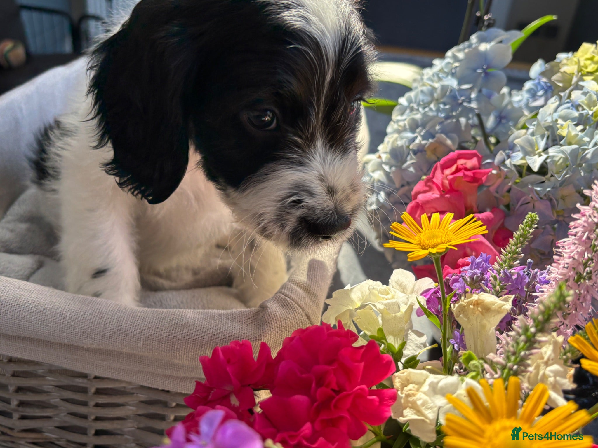 Sproodle dogs ✨ Reduced Premium F1 Sproodle Pups–Champion Line ✨ - Advert 1