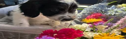 Sproodle dogs for sale: ✨ Premium Rare F1 Sproodle Pups – Champion Lines ✨ - Advert 4