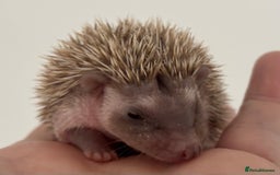 Pygmy Hedgehog rodents for sale: Ethically Bred African Pygmy Hedgehog 2 girls  - Advert 5