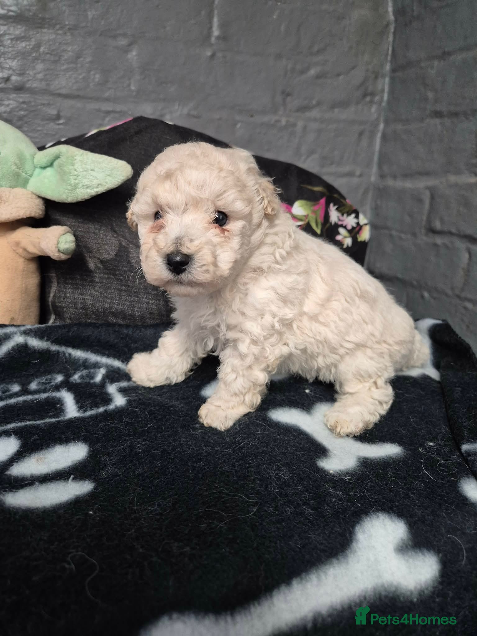 Poochon dogs Poochon puppies for sale - Advert 2