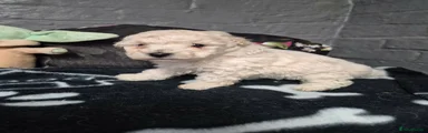 Poochon 2