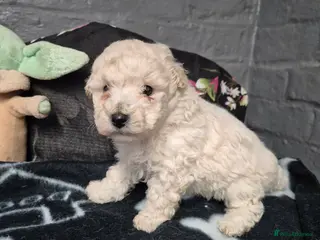 Poochon dogs Poochon puppies for sale - Advert 1