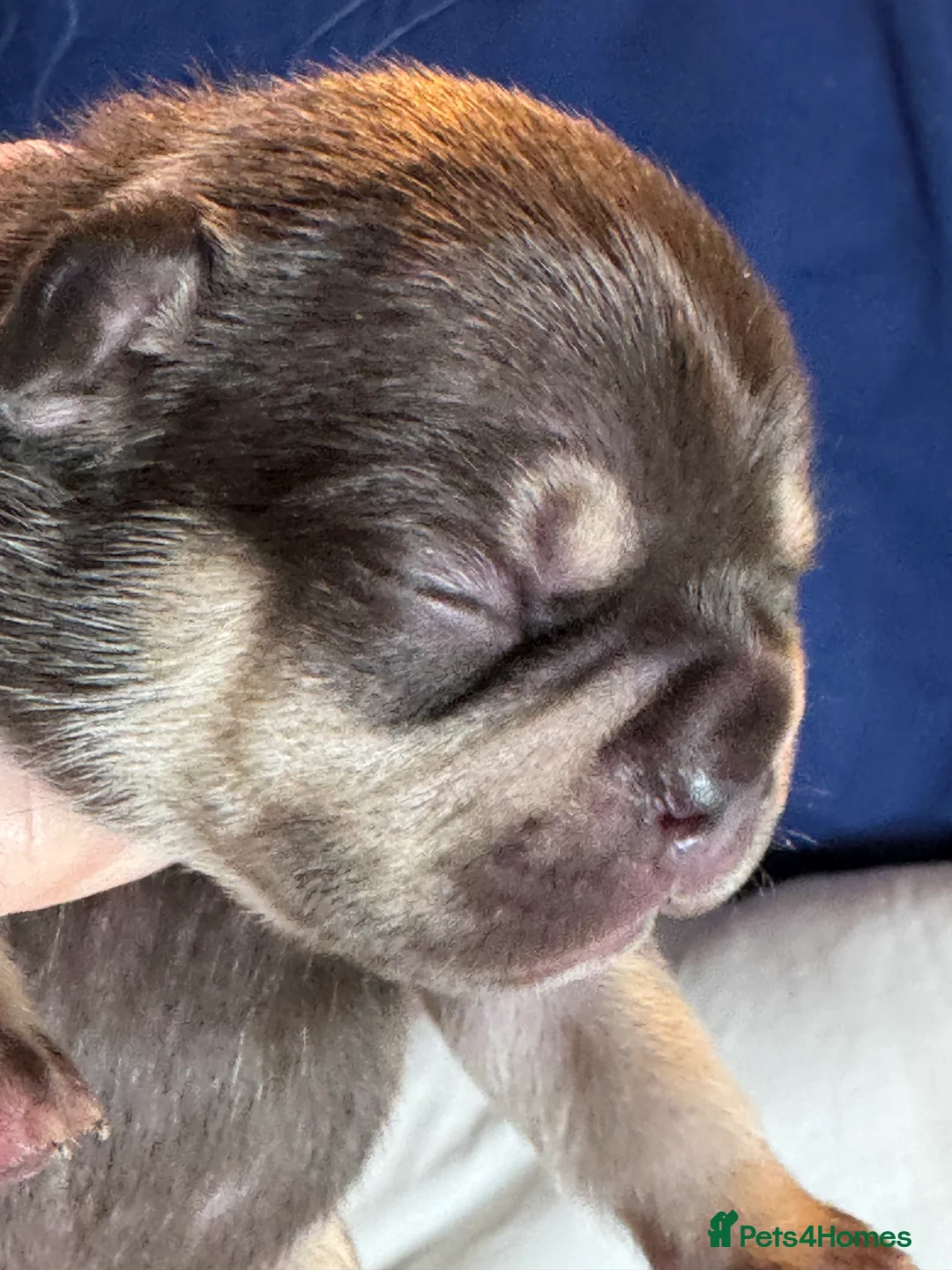 French Bulldog dogs for sale: French Bulldog puppies  - Advert 5