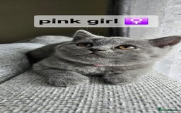 British Shorthair cats for sale: Beautiful Pedigree British short hair kittens🐈 in Buckhurst Hill - Image 2