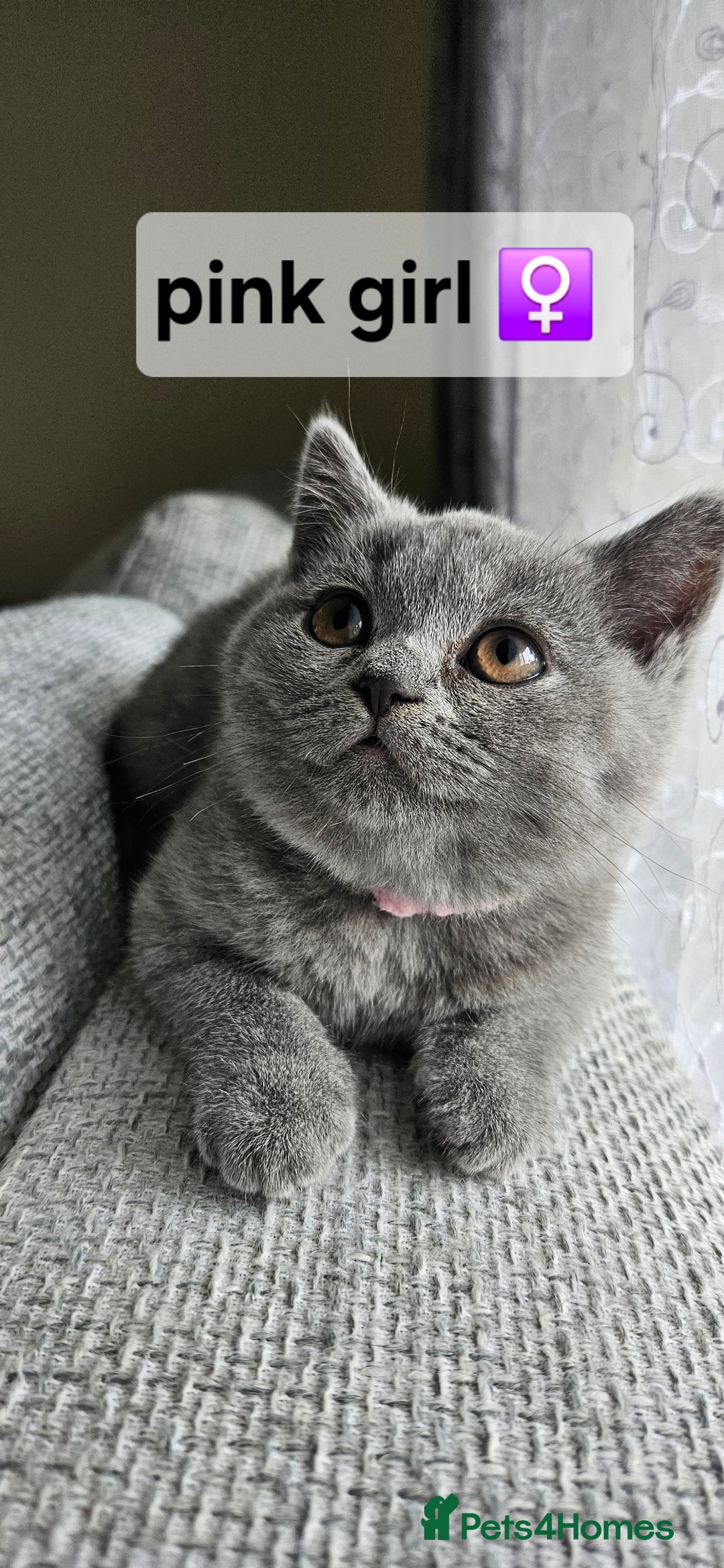 British Shorthair cats for sale: Beautiful Pedigree British short hair kittens🐈 in Buckhurst Hill - Image 2