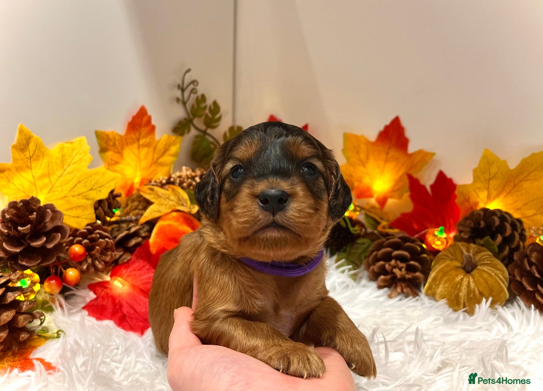 Cockapoo dogs for sale: 🌟Rare Reverse F1B Sable🌟DNA CLEAR Mini Cockapoos - Image 7