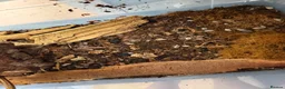Isopods invertebrates for sale: Lots of Mixed isopods  - Advert 15