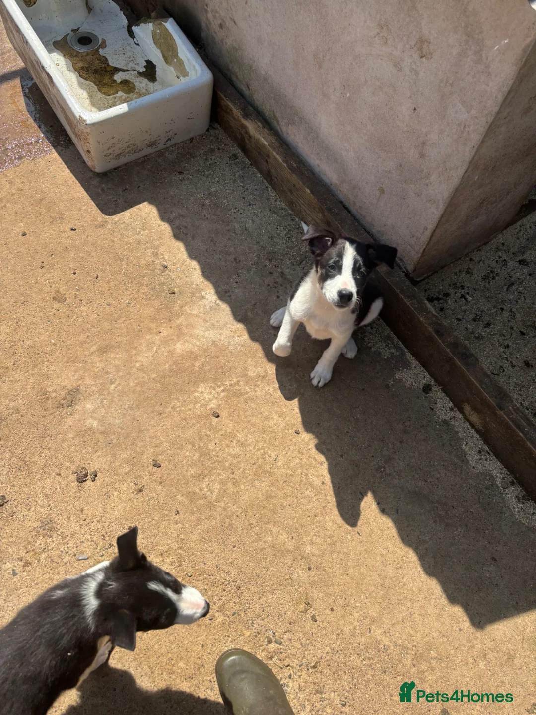Border Collie dogs for sale: Border collie pups  - Advert 2