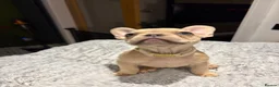 French Bulldog dogs for sale: 🐾 FRENCH BULLDOG PUPPIES 🐾 - Advert 11