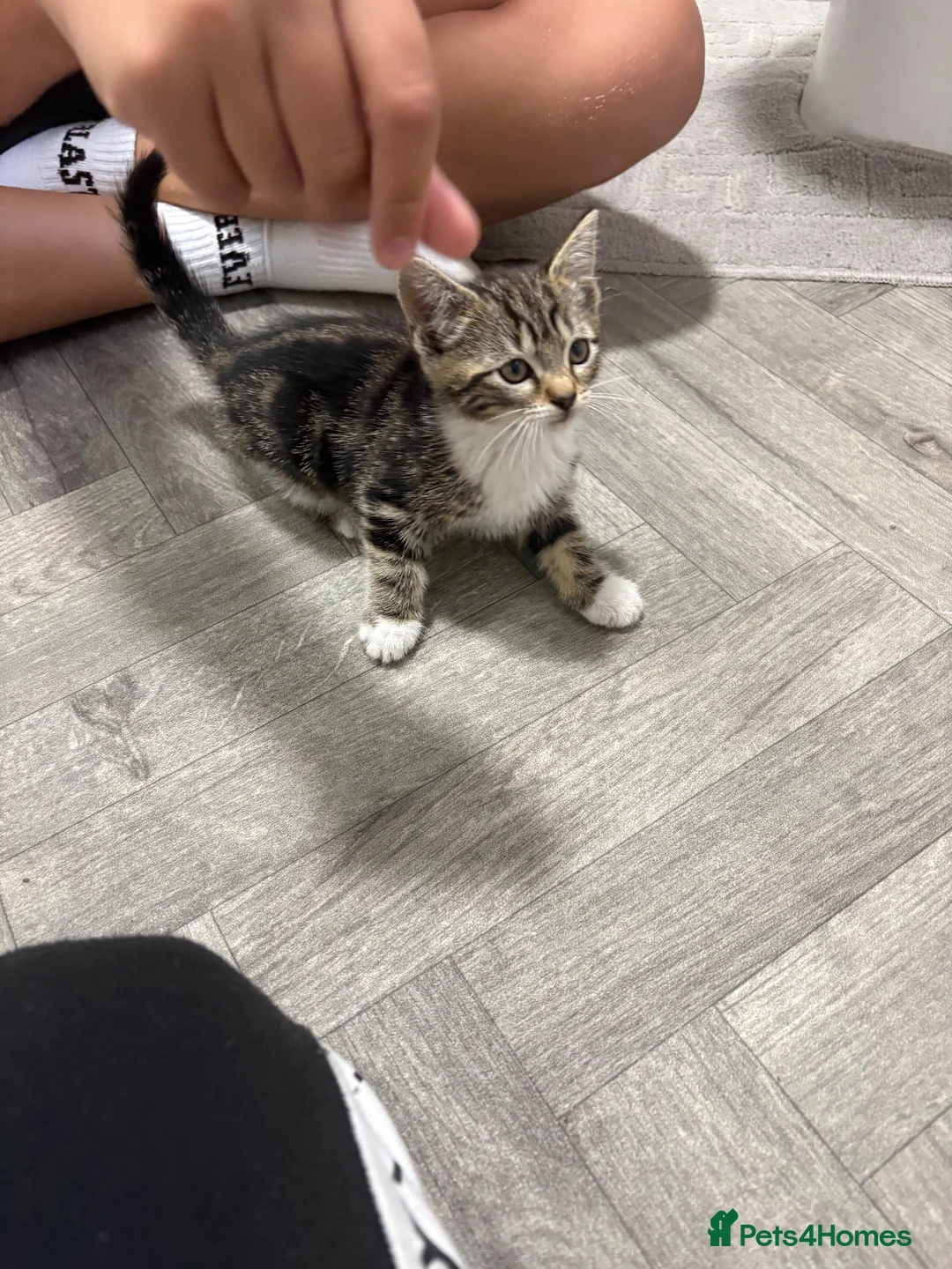 Mixed Breed cats for sale: Gorgeous kittens - Advert 2