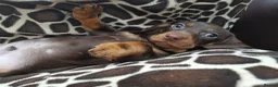 Dachshund dogs for sale: Beautiful short haired dachshund puppies for sale - Advert 13