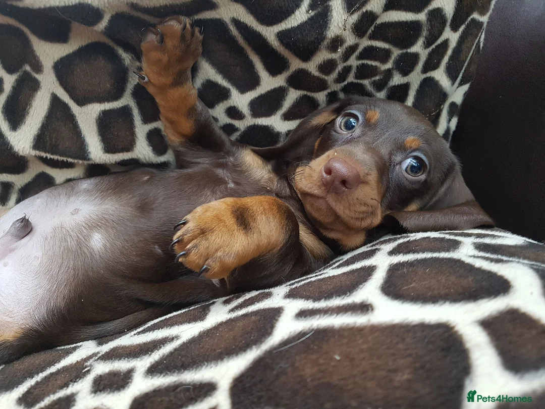 Dachshund dogs for sale: Beautiful short haired dachshund puppies for sale - Advert 13
