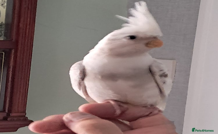 Cockatiels birds - Advert 1