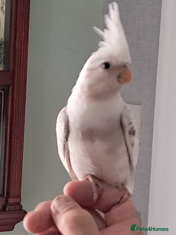 Cockatiels birds - Advert 5