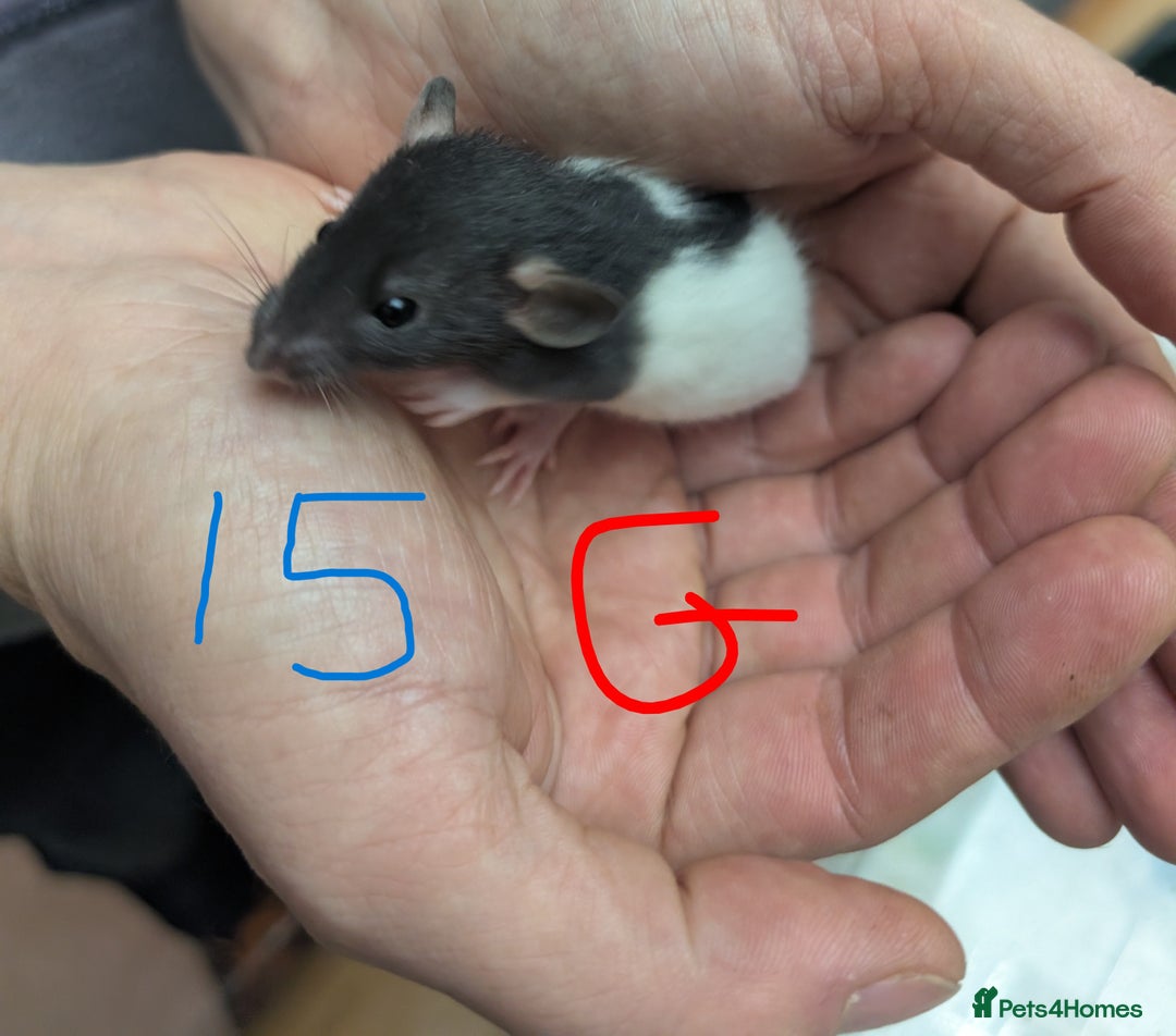 Rat rodents for sale: Dumbo baby Rats - Gorgeous colours  - Advert 13