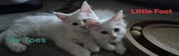 Maine Coon cats for sale: Beautiful White ***polydactyl*** Maine Coon girl. - Advert 4