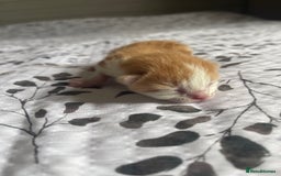 Domestic Shorthair cats for sale: 2 Ginger male kittens available  - Image 18