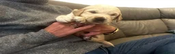 Golden Retriever dogs for sale: Golden retriever puppies for sale in Ashtead - Advert 5