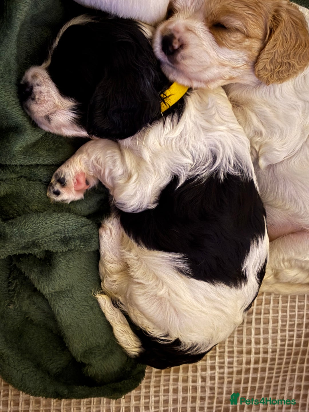 Mixed Breed dogs for sale: Cocker-Jack xCavalier King Charles Spaniel Puppies - Advert 7
