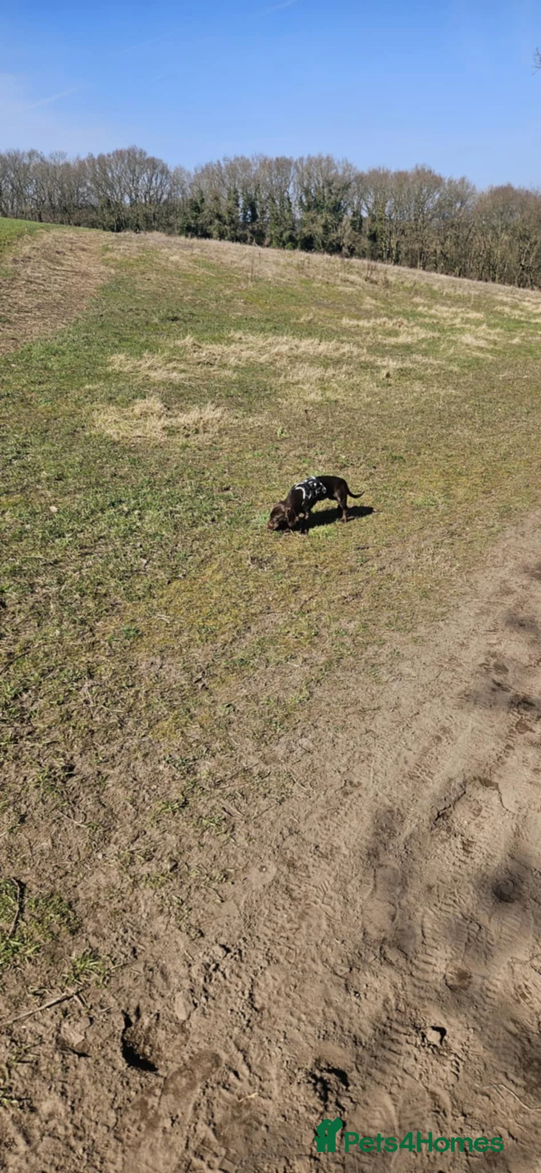 Mixed Breed dogs for sale: Dachshund cross springer 1 year old!  - Advert 5