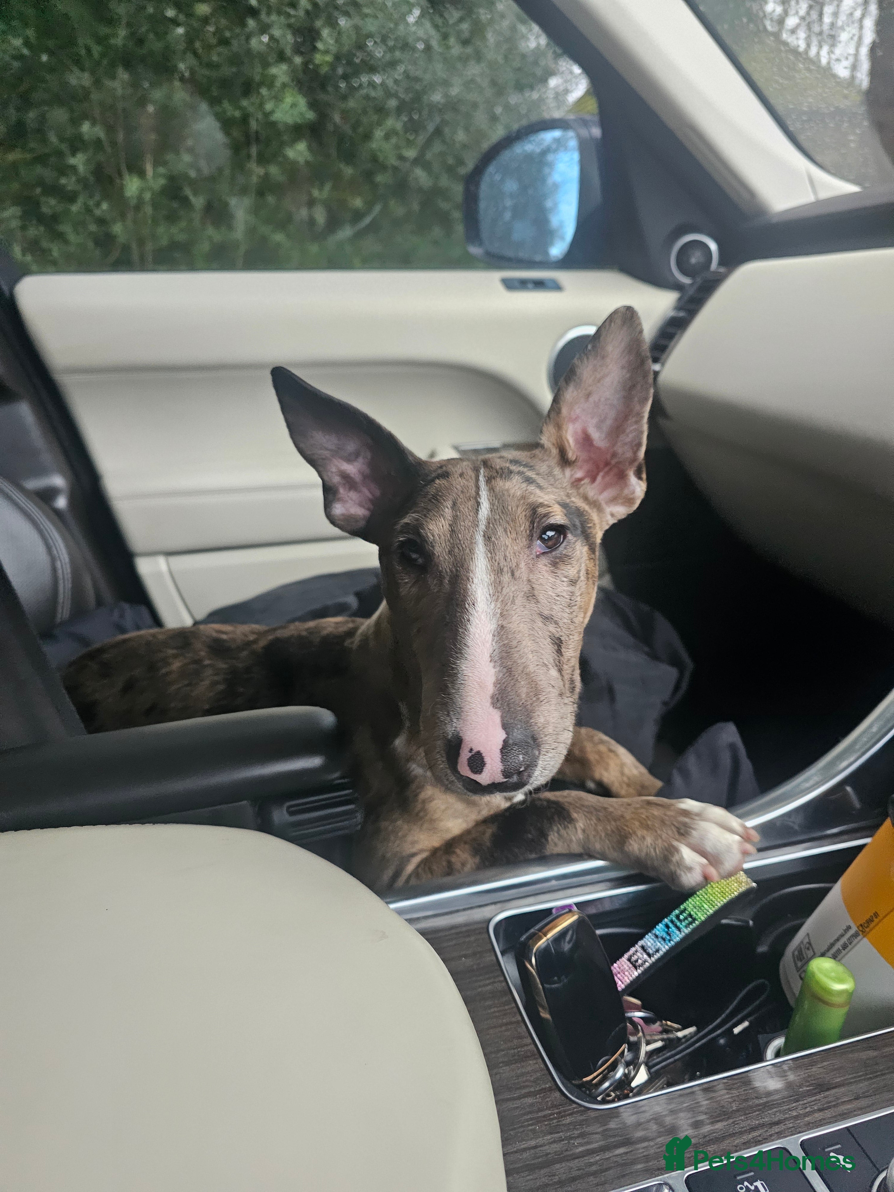 Miniature Bull terrier dogs Merle miniature english bull terrier  - Advert 2