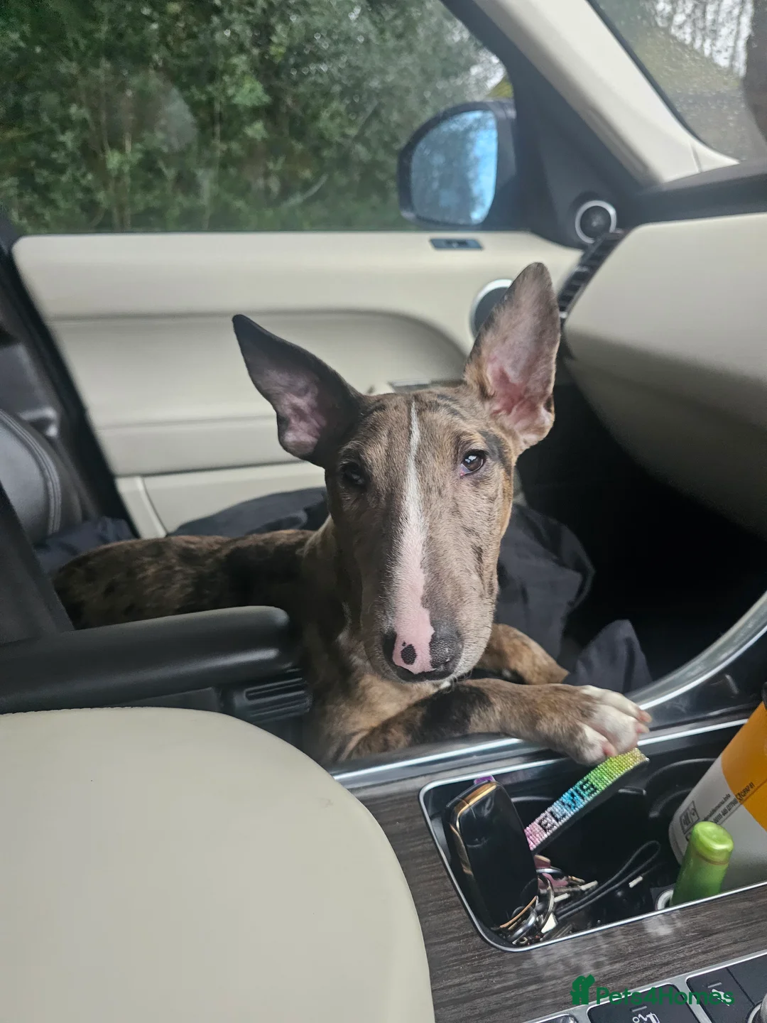 Miniature Bull terrier dogs for sale: Merle miniature english bull terrier  - Advert 1