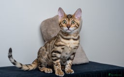 Bengal cats for sale: Stunning Bengal Girl- Top TICA pedigree- Ready NOW - Advert 11