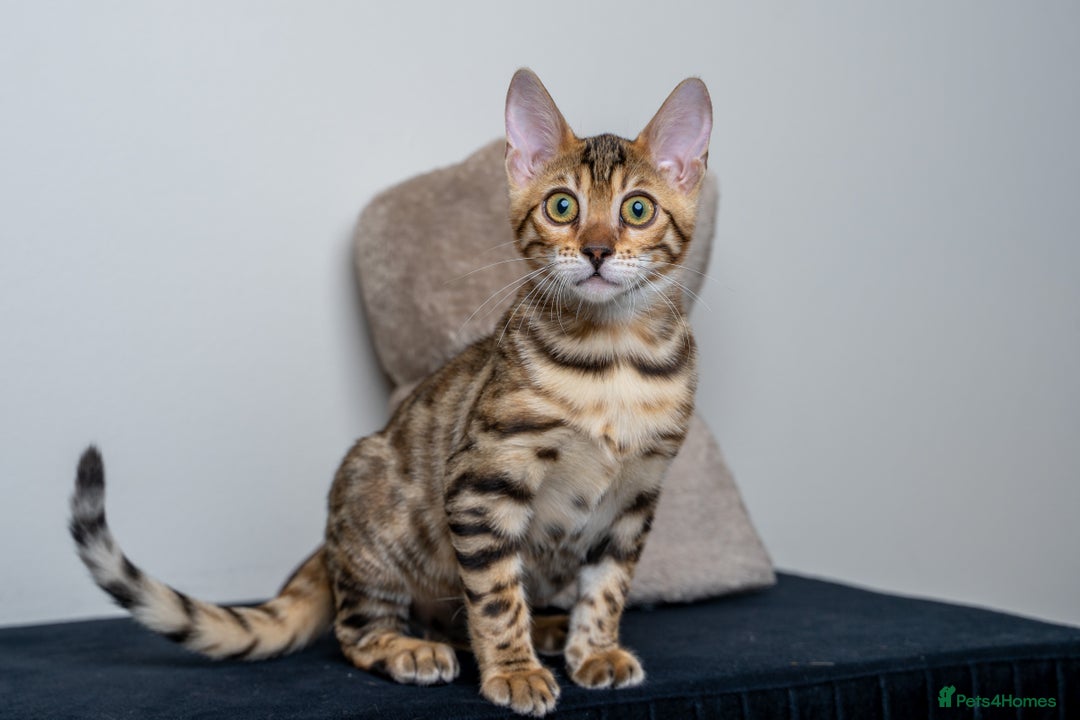 Bengal cats for sale: Stunning Bengal Girl- Top TICA pedigree- Ready NOW - Advert 11