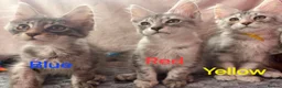 Maine Coon cats for sale: Maine Coon Kittens 🌟Tica Registered  - Advert 23