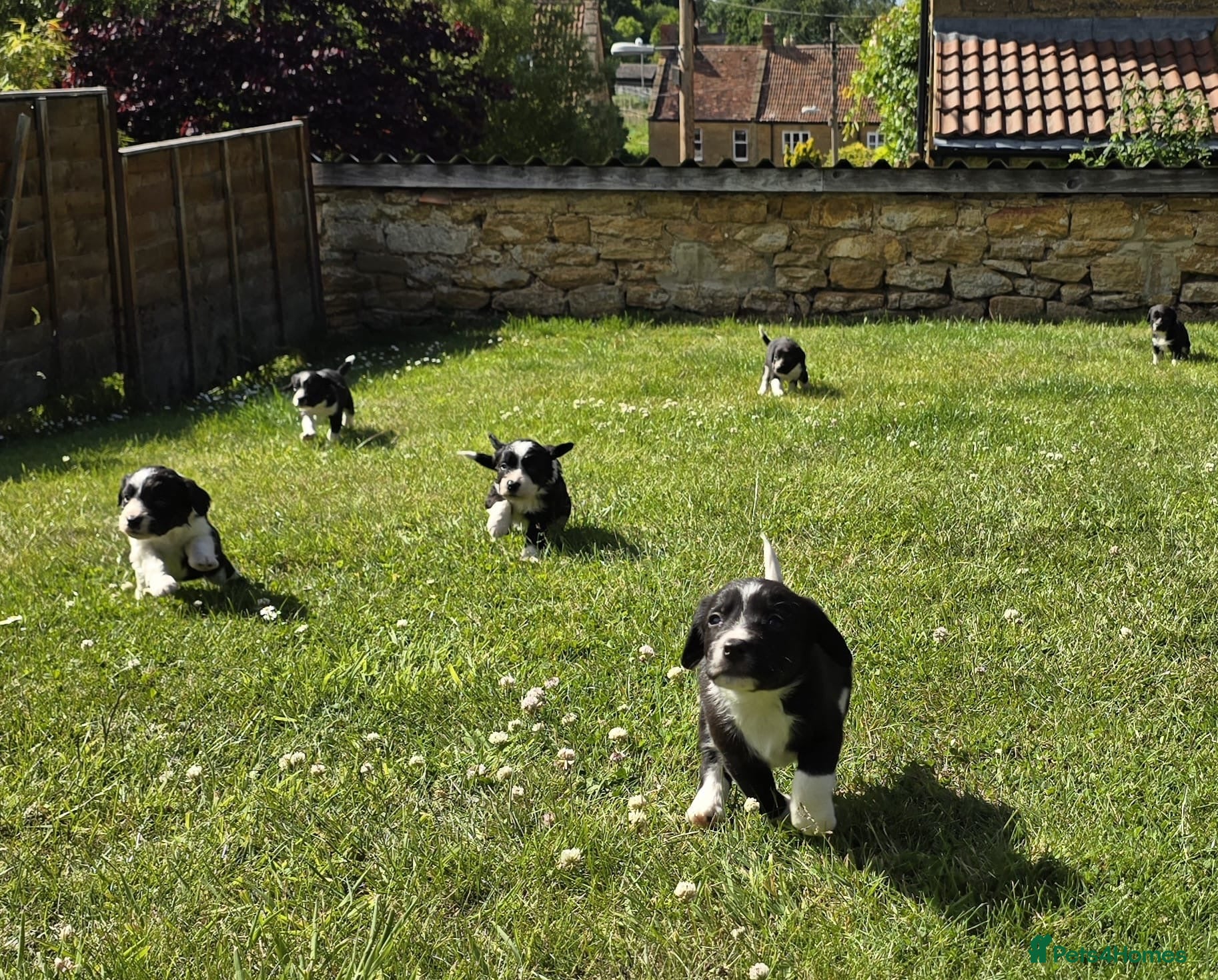 Sprollie dogs Sprollies  - Advert 1