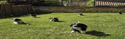 Mixed Breed dogs for sale: Sprollies  - Advert 15