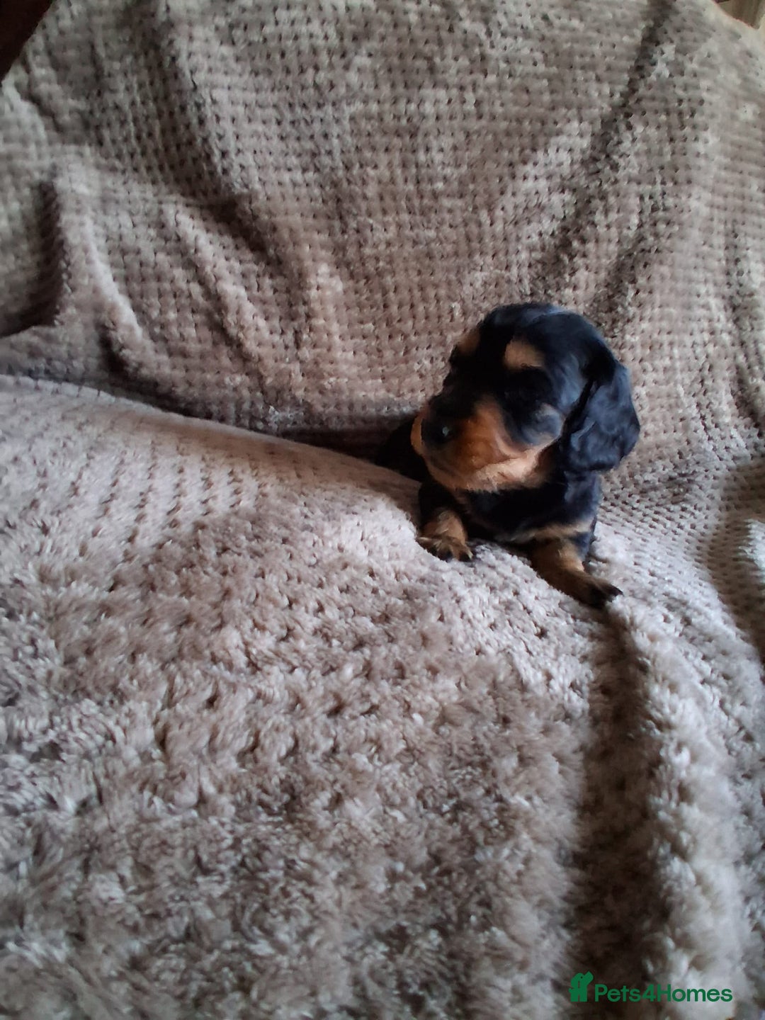 Miniature Dachshund dogs for sale: Miniature Long-Haired Dachshund - Advert 11