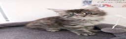 Maine Coon cats for sale: Registered Maine coon kittens  - Advert 6