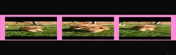 Cavapoo dogs for sale: Cavapoo F1  in March - Advert 3