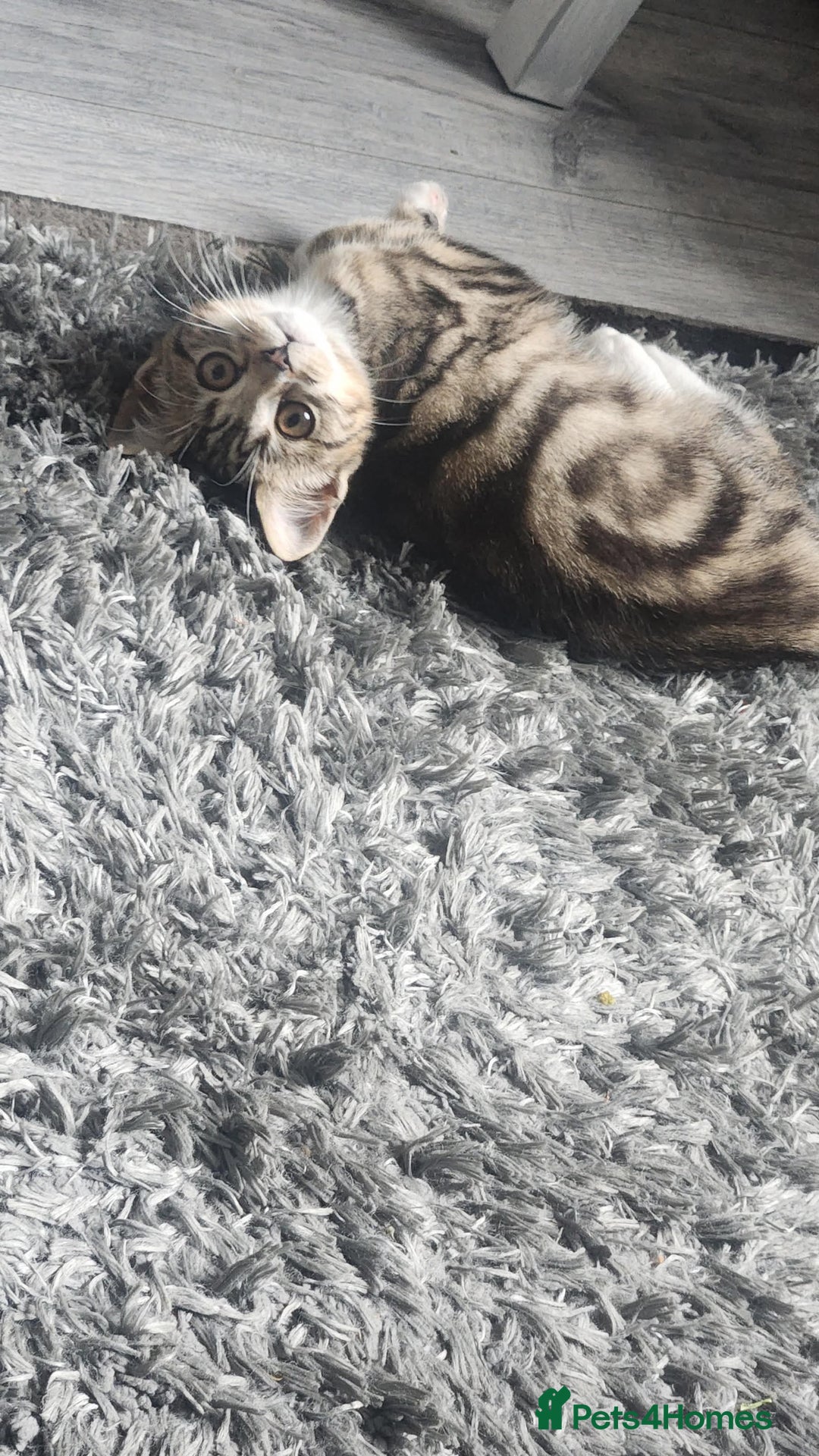 Bengal cats for sale: Bengal kittens for sale - Image 2