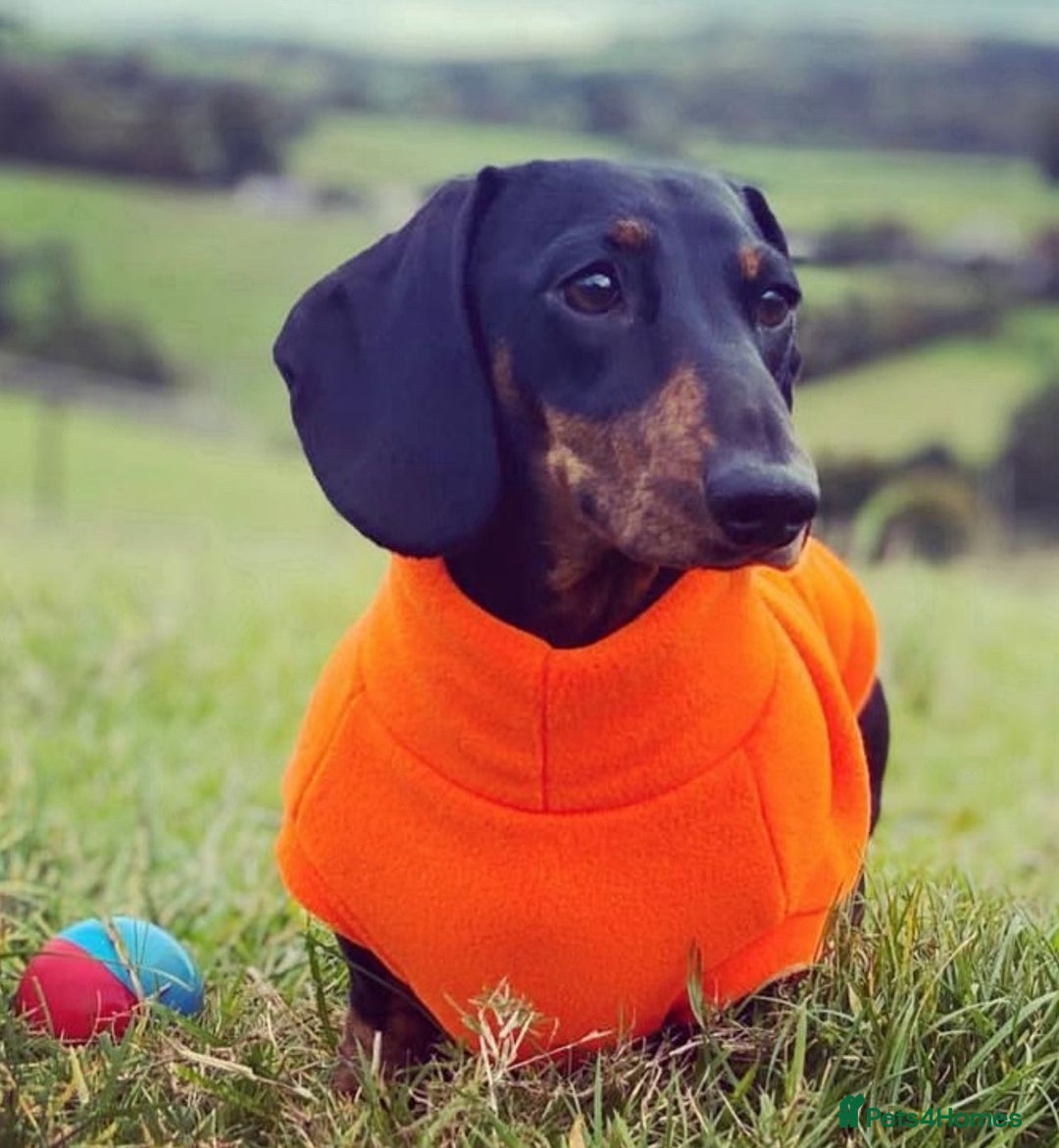 Miniature Dachshund dogs for sale: Ready Soon - Gorgeous KC Reg. Miniature Dachshund - Advert 5