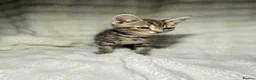 Mixed Breed cats for sale: 2 Adorable Kittens Looking For A New Home🏡 - Advert 5