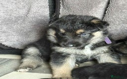 German Shepherd dogs for sale: German shepherd puppies  - Image 10
