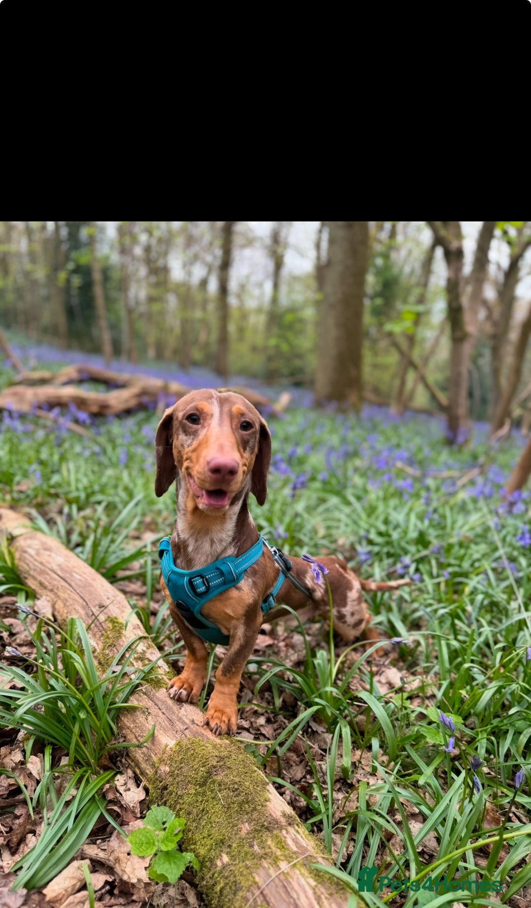 Dachshund dogs for sale: Male dachshund  - Image 6