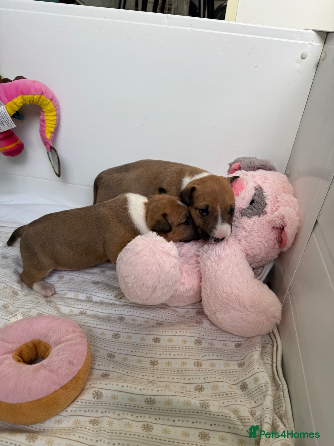 English Bull Terrier dogs for sale: KC English Bull Terrier puppies available  - Advert 6